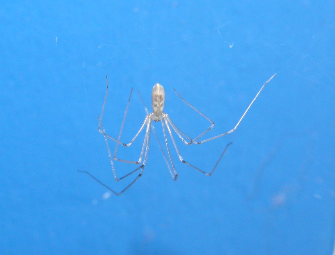 Longbodied cellar spider - Pholcus phalangioides It was not in the cellar but in a wall of my house&#039;s entrance corridor :-)<br />
 Belgium,Geotagged,Longbodied cellar spider,Pholcus phalangioides,Spring