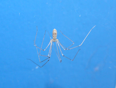 Longbodied cellar spider - Pholcus phalangioides It was not in the cellar but in a wall of my house's entrance corridor :-)
 Belgium,Geotagged,Longbodied cellar spider,Pholcus phalangioides,Spring