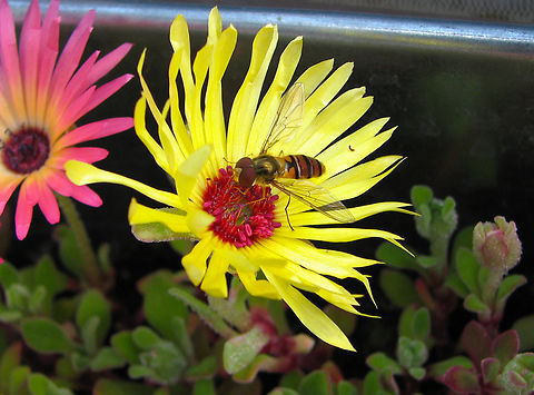 Marmalade hoverfly  - Episyrphus balteatus In my terrace :-) Belgium,Episyrphus balteatus,Geotagged,Marmalade hoverfly,Summer