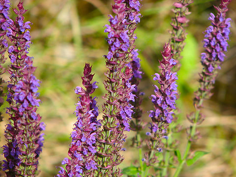 Purple Wood Sage - Salvia nemorosa Our terrace/garden. Belgium,Geotagged,Purple Wood Sage,Salvia nemorosa,Spring