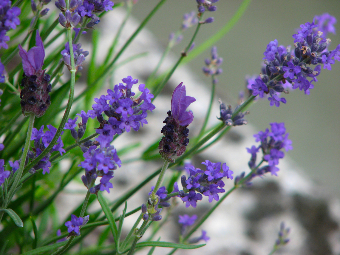 Common lavender - Lavandula angustifolia Our terrace/garden. Belgium,Common lavender,Geotagged,Lavandula angustifolia,Spring