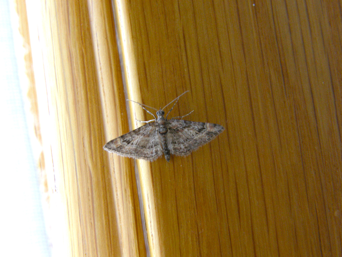 Double-striped pug - Gymnoscelis rufifasciata Our bedroom :-D Belgium,Double-striped pug,Geotagged,Gymnoscelis rufifasciata,Spring