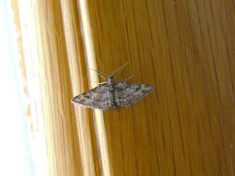 Double-striped pug - Gymnoscelis rufifasciata Our bedroom :-D Belgium,Double-striped pug,Geotagged,Gymnoscelis rufifasciata,Spring
