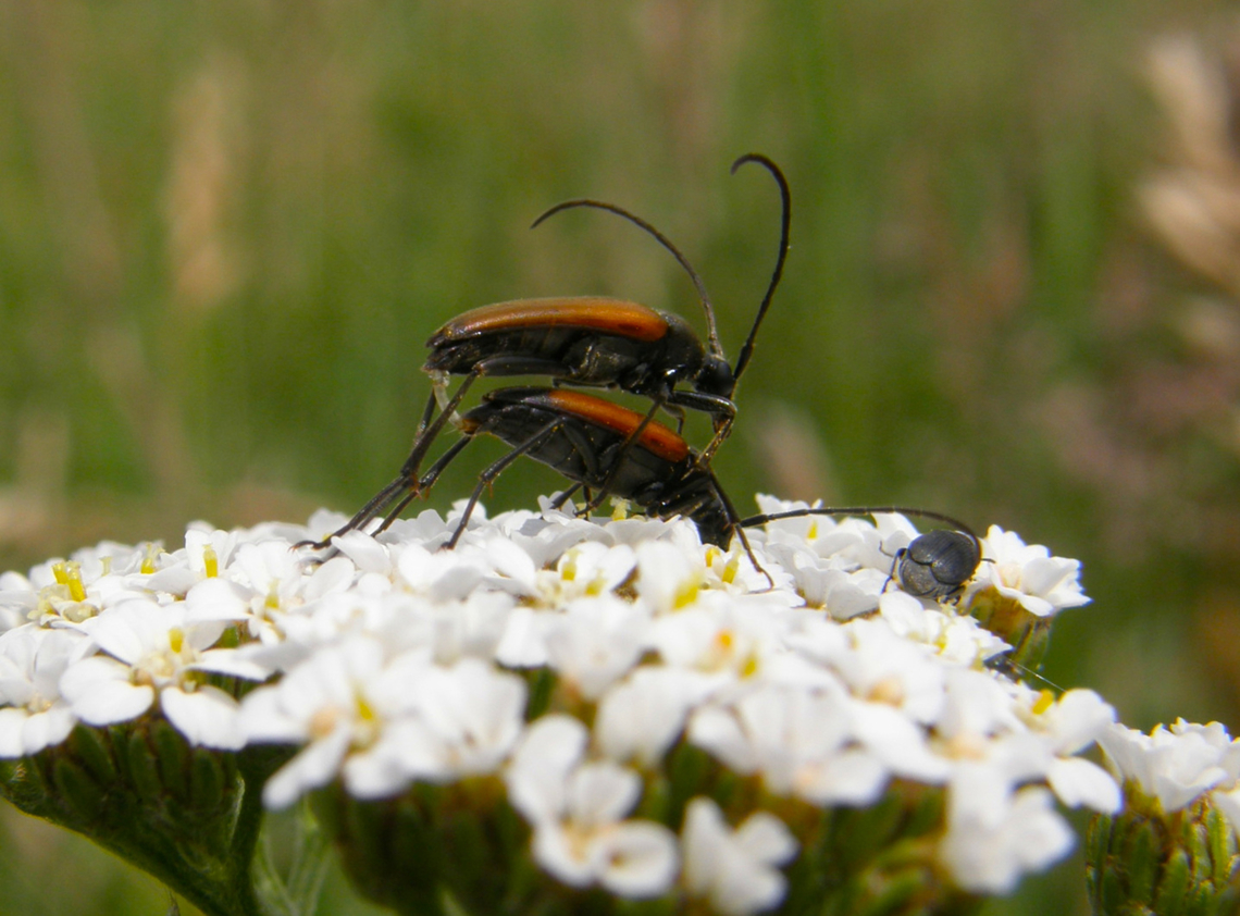 Black-striped Longhorn Beetle, - Stenurella melanura Heverleebos, belgium.<br />
 Belgium,Black-striped Longhorn Beetle,Geotagged,Spring,Stenurella melanura