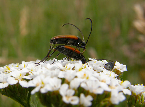 Black-striped Longhorn Beetle, - Stenurella melanura Heverleebos, belgium.
 Belgium,Black-striped Longhorn Beetle,Geotagged,Spring,Stenurella melanura