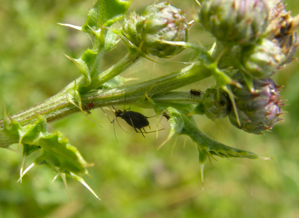 Black bean aphid - Aphis fabae Heverleebos, Belgium.<br />
<a href="https://waarnemingen.be/species/8522/photos/" rel="nofollow">https://waarnemingen.be/species/8522/photos/</a>? Aphis fabae,Belgium,Geotagged,Spring
