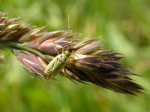 Two-spotted Grass Bug - Stenotus binotatus Heverleebos, Belgium.  Belgium,Geotagged,Spring,Stenotus binotatus,Two-spotted Grass Bug