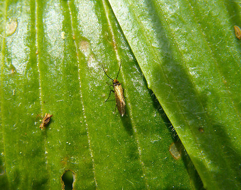 Marsh marigold moth - Micropterix calcella Heverleebos, Belgium.  Belgium,Geotagged,Micropterix calthella,Spring