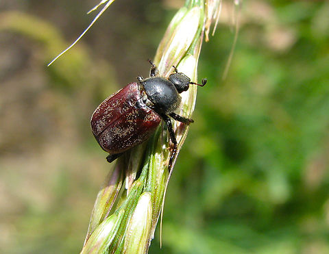 Welsh Chafer - Hoplia philanthus Heverleebos, Belgium.  Belgium,Geotagged,Hoplia philanthus,Spring,Welsh Chafer