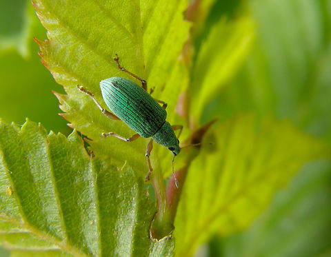 Green Immigrant Leaf Weevil - Polydrusus formosus Heverleebos, Belgium.  Belgium,Geotagged,Green Immigrant Leaf Weevil,Polydrusus formosus,Spring
