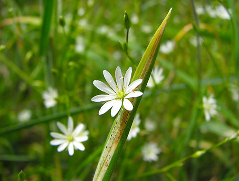 Stellaria graminea Heverleebos, Belgium.  Belgium,Geotagged,Spring,Stellaria graminea