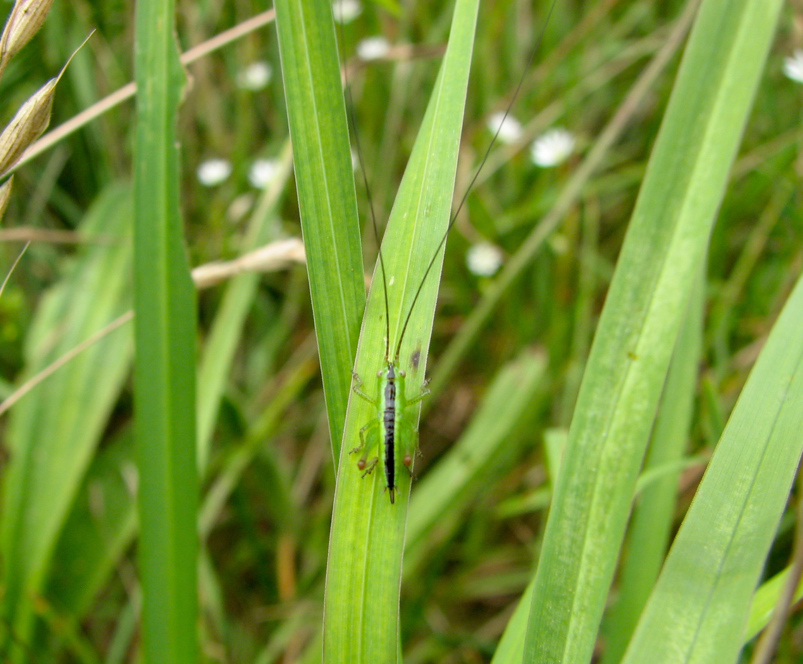Short-winged conehead - Conocephalus dorsalis (juvenile) Heverleebos, Belgium.  Belgium,Conocephalus dorsalis,Geotagged,Spring
