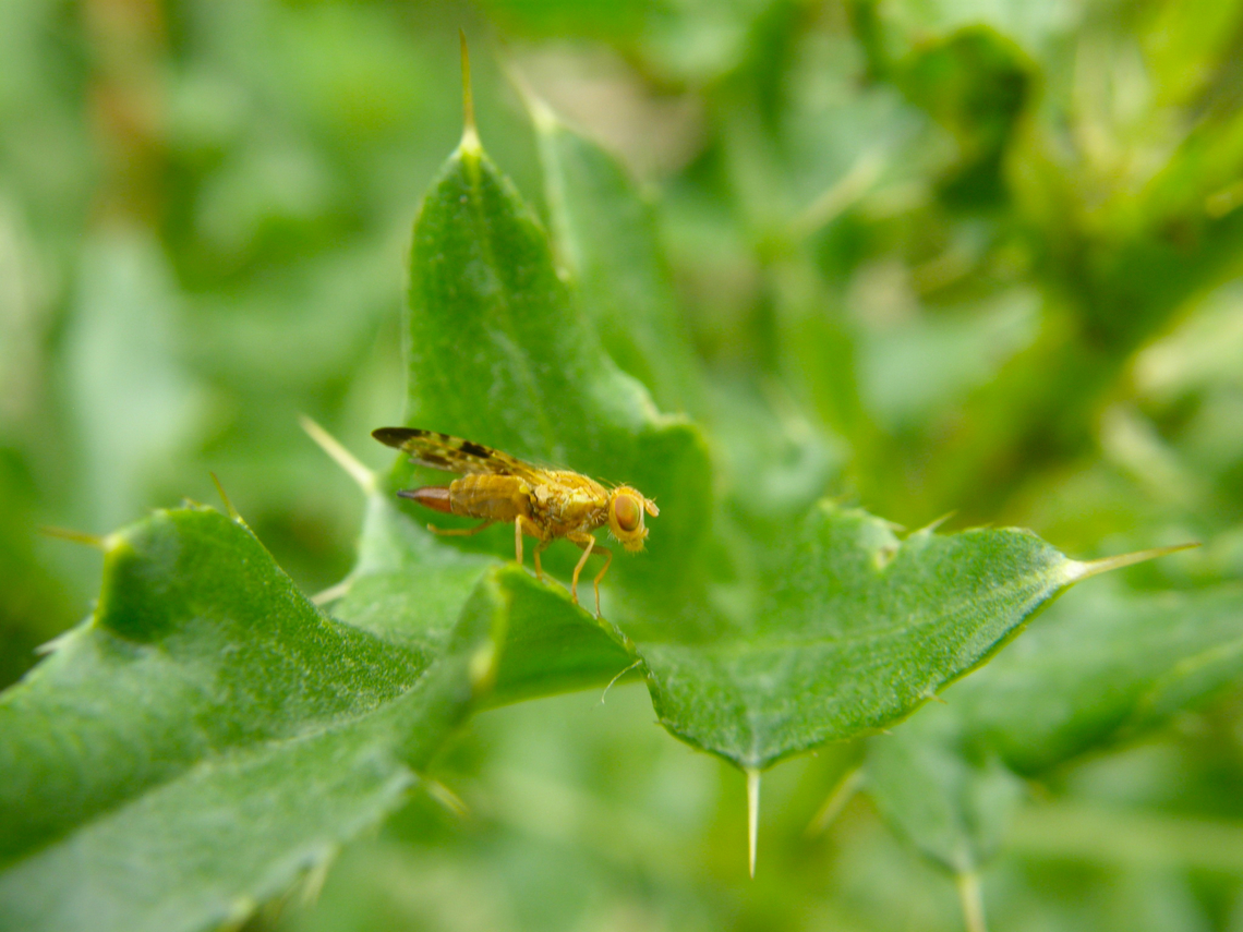Xyphosia miliaria Heverleebos, Belgium.  Belgium,Geotagged,Spring,Xyphosia miliaria