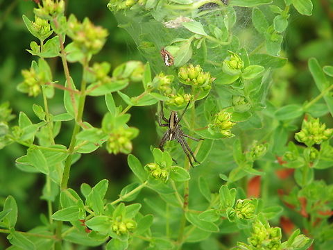 European Nursery Web Spider - Pisaura mirabilis Heverleebos, Belgium.  Belgium,European Nursery Web Spider,Geotagged,Pisaura mirabilis,Spring