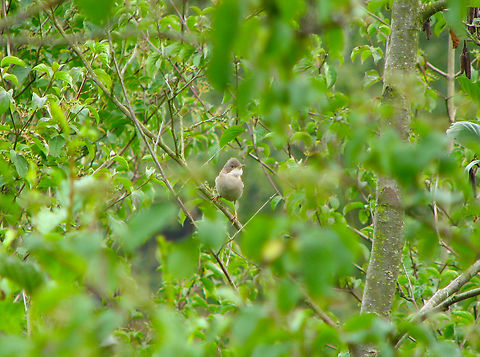 Common whitethroat - Sylvia/Curruca communis Heverleebos, Belgium.  Belgium,Common whitethroat,Geotagged,Spring,Sylvia communis