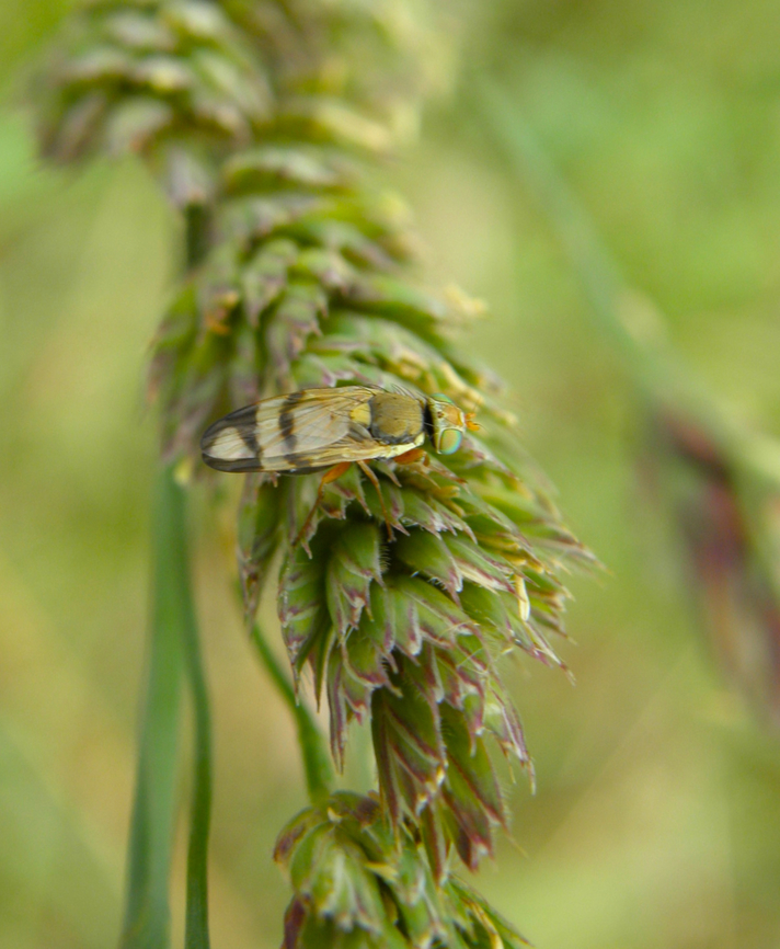 Urophora stylata Heverleebos, Belgium.  Belgium,Geotagged,Spring,Urophora stylata