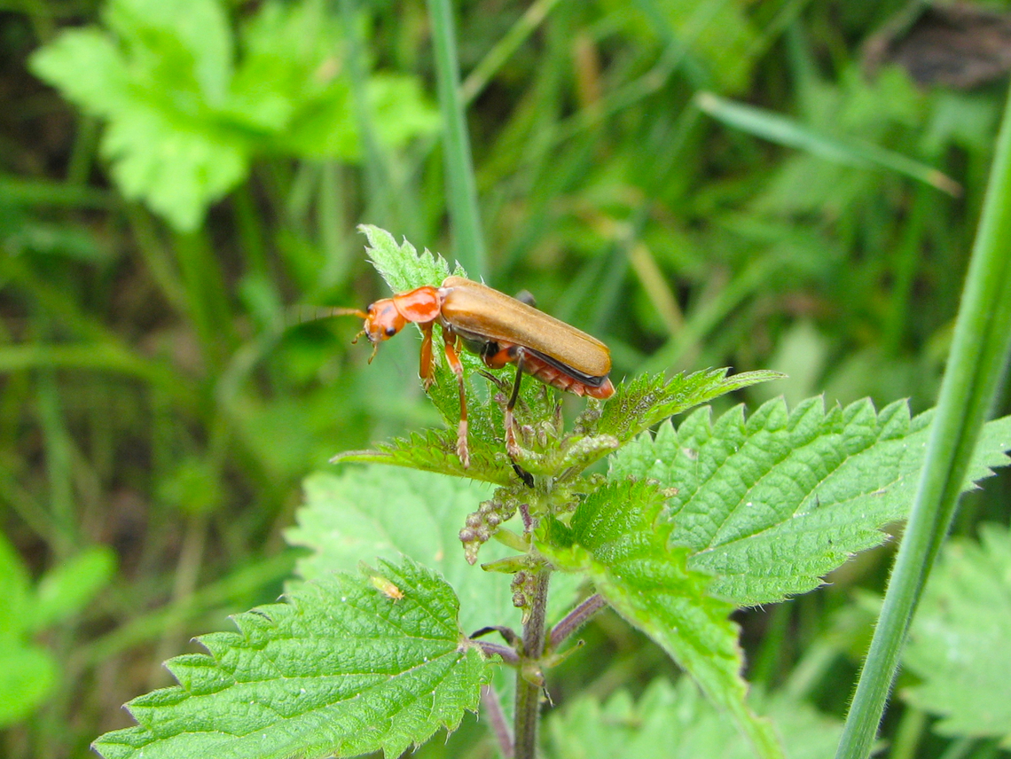 Cantharis livida Heverleebos, Belgium.  Belgium,Cantharis livida,Geotagged,Spring