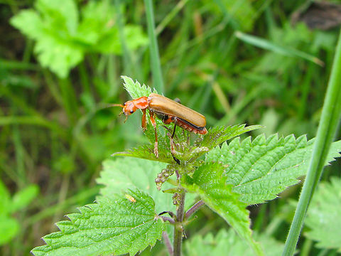 Cantharis livida Heverleebos, Belgium.  Belgium,Cantharis livida,Geotagged,Spring