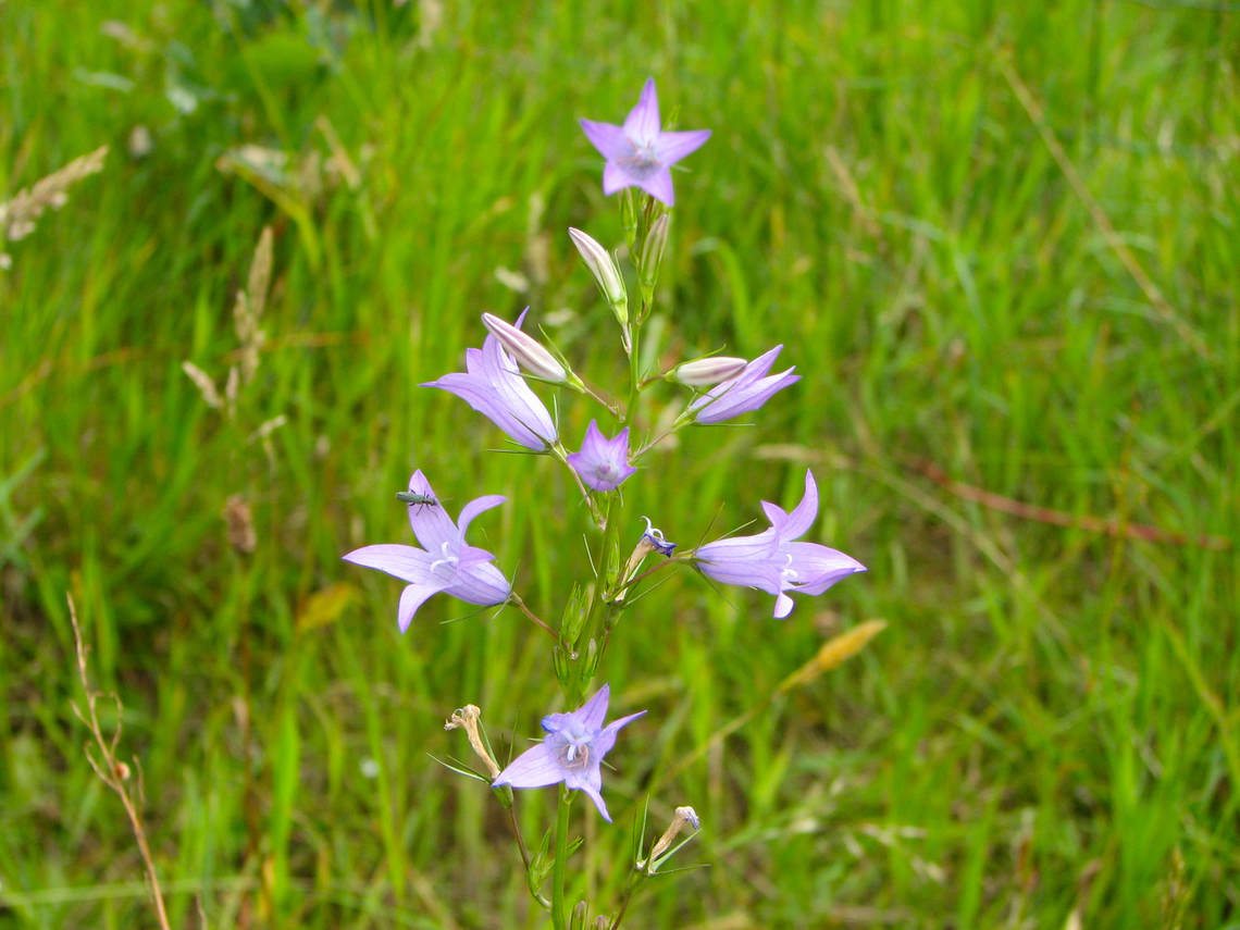 Rampion Bellflower - Campanula rapunculus Heverleebos, Belgium.  Belgium,Campanula rapunculus,Geotagged,Rampion Bellflower,Spring
