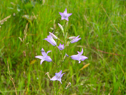 Rampion Bellflower - Campanula rapunculus Heverleebos, Belgium.  Belgium,Campanula rapunculus,Geotagged,Rampion Bellflower,Spring