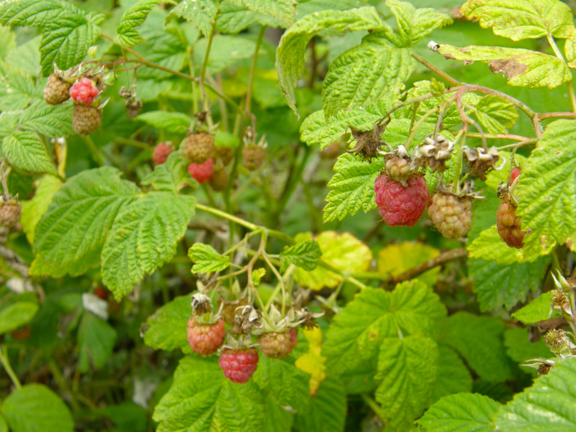 Rubus idaeus Heverleebos, Belgium.  Belgium,Geotagged,Rubus idaeus,Spring