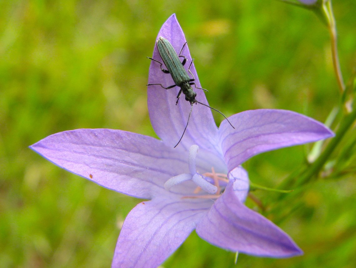 Oedemera lurida Heverleebos, Belgium.  Belgium,Geotagged,Oedemera lurida,Oedemera_lurida,Spring