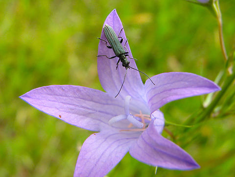 Oedemera lurida Heverleebos, Belgium.  Belgium,Geotagged,Oedemera lurida,Oedemera_lurida,Spring
