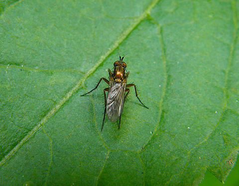 Dolichopus ungulatus Heverleebos, Belgium.  Belgium,Dolichopus ungulatus,Geotagged,Spring