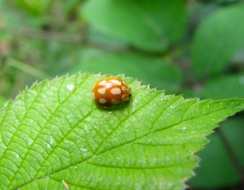 Calvia decemguttata Heverleebos, Belgium.  Belgium,Calvia decemguttata,Geotagged,Spring