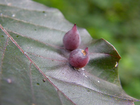 Beech leaf gall midge - Mikiola fagi Heverleebos, Belgium.  Beech leaf gall midge,Belgium,Geotagged,Mikiola fagi,Spring