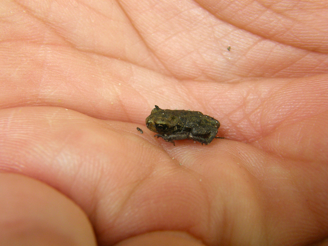 Common toad - Bufo bufo Baby toad :-)<br />
Heverleebos, Belgium.  Belgium,Bufo bufo,Common toad,Geotagged,Spring
