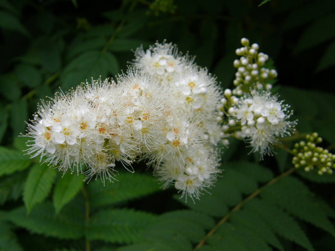 False spirae - Sorbaria sorbifolia Heverleebos, Belgium.  Belgium,Geotagged,Sorbaria sorbifolia,Spring