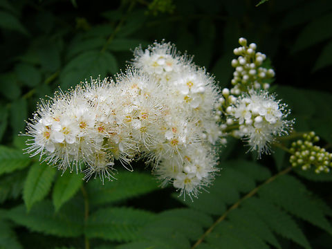 False spirae - Sorbaria sorbifolia Heverleebos, Belgium.  Belgium,Geotagged,Sorbaria sorbifolia,Spring