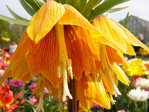 Crown imperial - Fritillaria imperialis Gardens in Grootbijgaarden, Belgium. Belgium,Crown imperial,Fritillaria imperialis,Geotagged,Spring