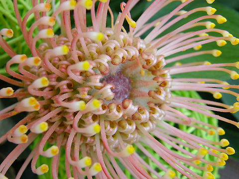 Pincushion - Leucospermum cordifolium Gardens in Grootbijgaarden, Belgium.  Belgium,Geotagged,Leucospermum cordifolium,Pincushion,Spring