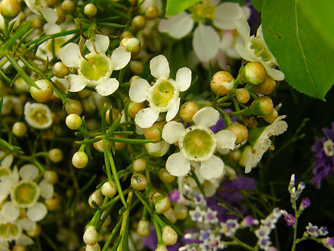 Geraldton wax - Chamelaucium uncinatum Gardens in Grootbijgaarden, Belgium.  Belgium,Chamelaucium uncinatum,Geotagged,Geraldton wax,Spring
