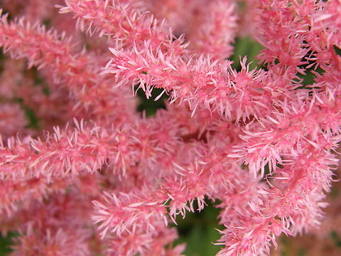 False Buck's Beard - Astilbe japonica Gardens in Grootbijgaarden, Belgium.  Astilbe japonica,Belgium,False Buck's Beard,Geotagged,Spring