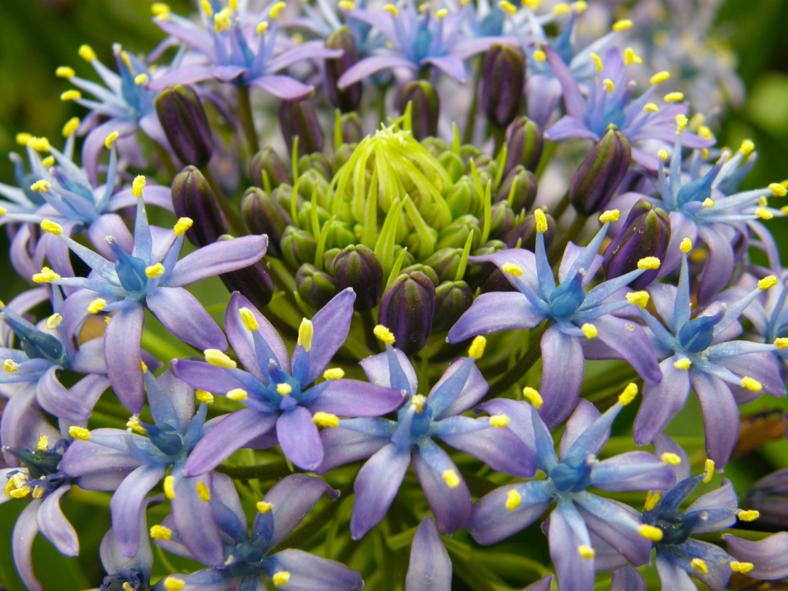 Peruvian Squill _ Scilla/Oncostema peruviana Gardens in Grootbijgaarden, Belgium.  Belgium,Geotagged,Portuguese squill,Scilla peruviana,Spring