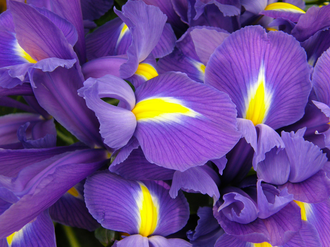 English iris - Iris latifolia Gardens in Grootbijgaarden, Belgium.  Belgium,English iris,Geotagged,Iris latifolia,Spring