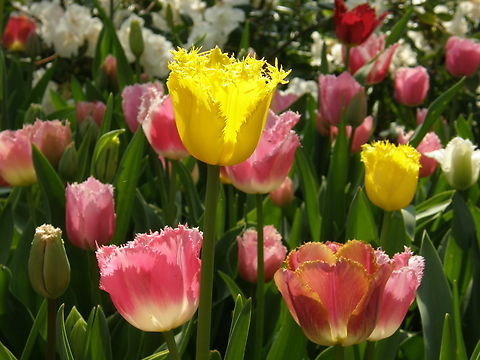 Tulipa crispa When I enter Tulipa crispa the specis Tulipa biflora shows up but I don't think is the same sp so I will verify this and if they are not I will enter it manually.
Gardens in Grootbijgaarden, Belgium.  Belgium,Geotagged,Spring,Tulipa biflora