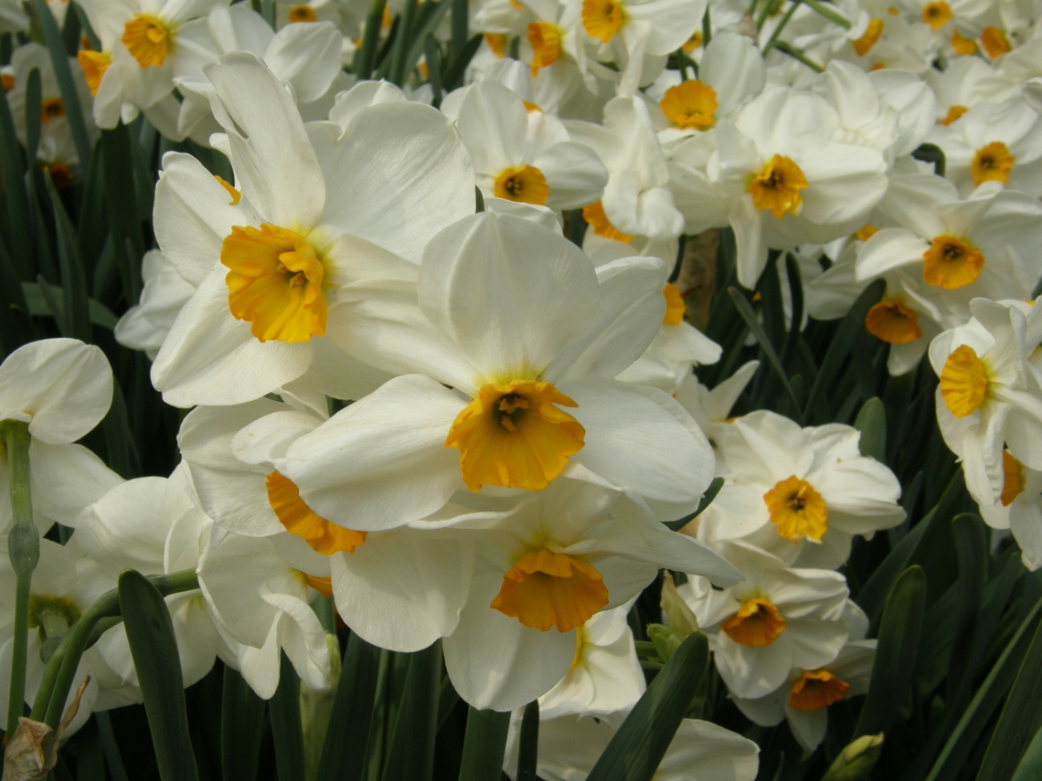 Bunch-flowered Daffodil - Narcissus tazetta Gardens in Grootbijgaarden, Belgium.  Belgium,Bunch-flowered Daffodil,Geotagged,Narcissus tazetta,Spring
