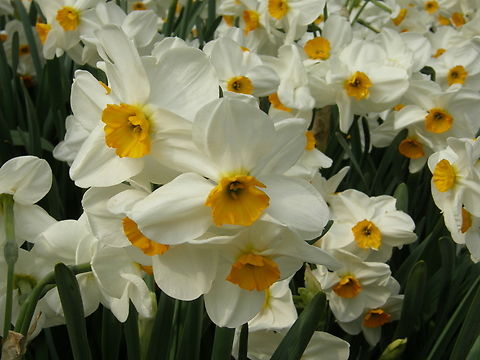 Bunch-flowered Daffodil - Narcissus tazetta Gardens in Grootbijgaarden, Belgium.  Belgium,Bunch-flowered Daffodil,Geotagged,Narcissus tazetta,Spring