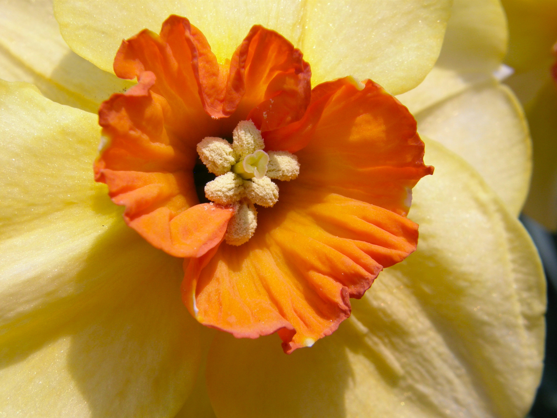 Jonquil or Rush daffodil - Narcissus jonquilla Gardens in Grootbijgaarden, Belgium.  Belgium,Geotagged,Jonquil or Rush daffodil,Narcissus jonquilla,Spring
