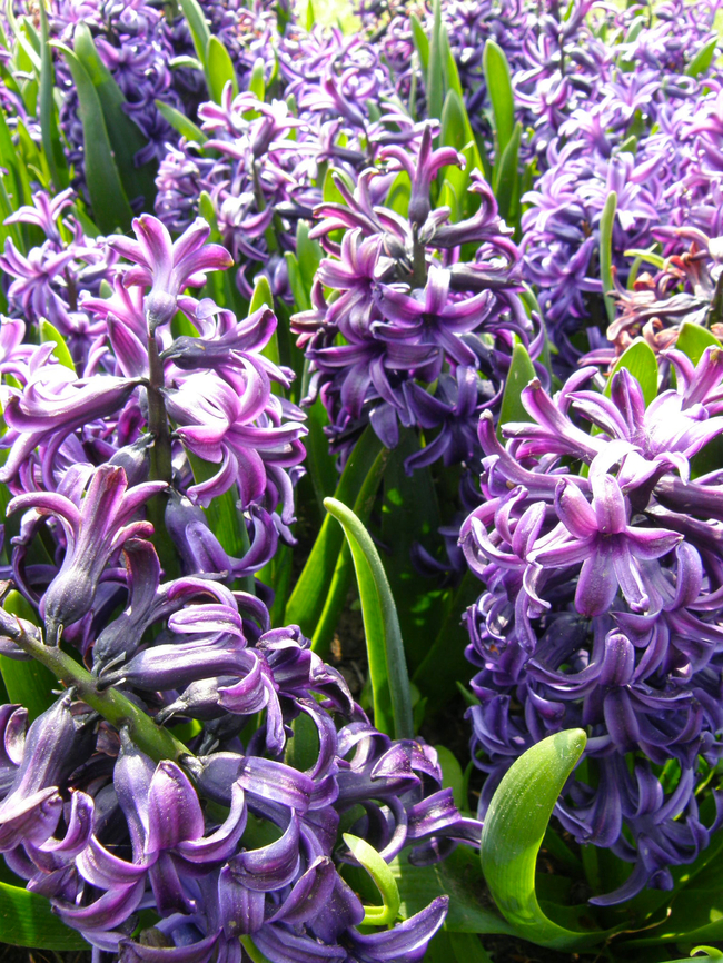 Common hyacinth - Hyacinthus orientalis Gardens in Grootbijgaarden, Belgium.  Common hyacinth,Hyacinthus orientalis