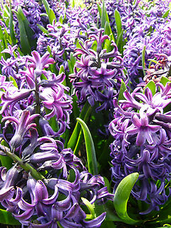 Common hyacinth - Hyacinthus orientalis Gardens in Grootbijgaarden, Belgium.  Common hyacinth,Hyacinthus orientalis