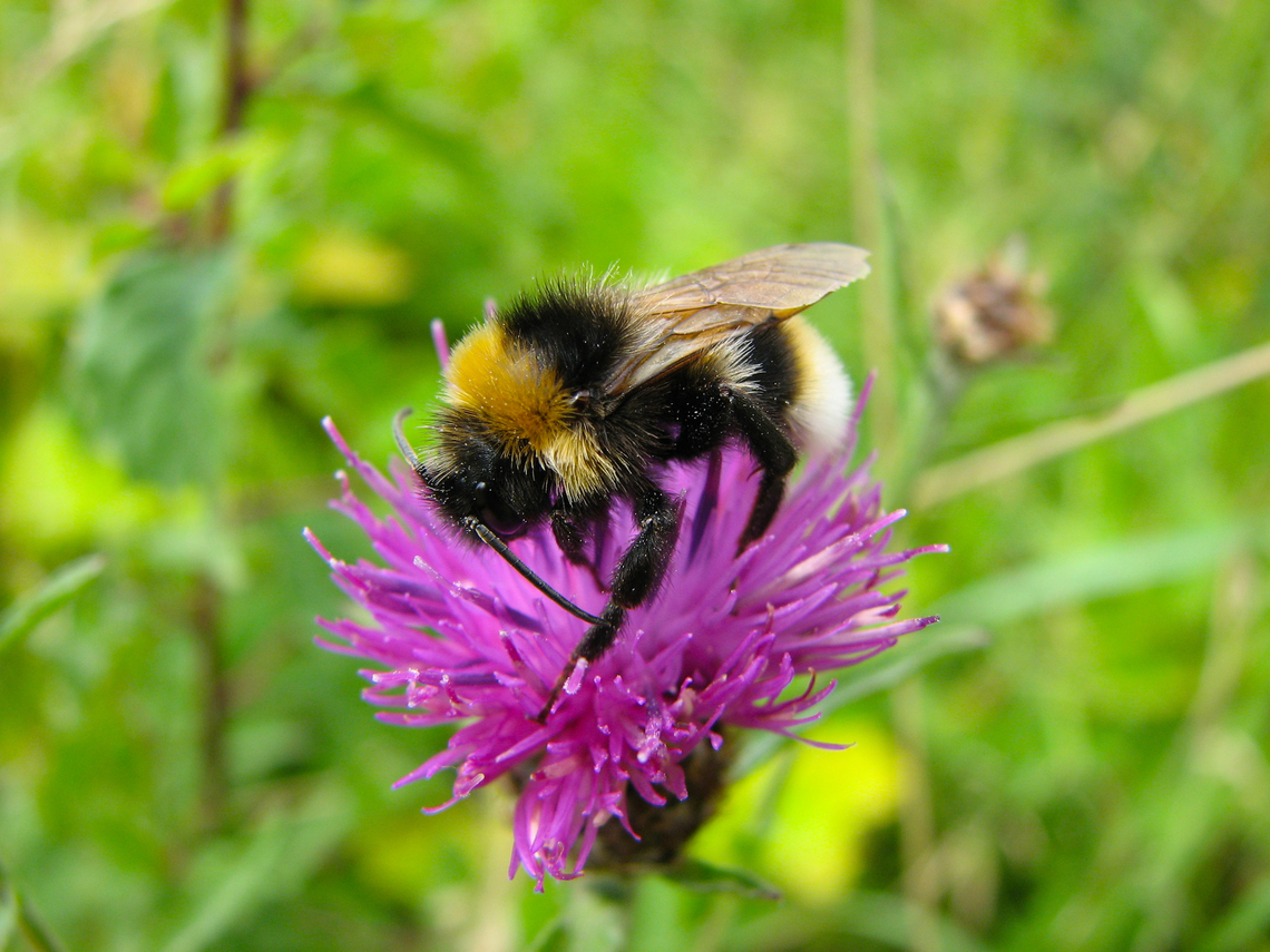 Vestal cuckoo bumblebee - Bombus vestalis Hoegaarden, Belgium. Belgium,Bombus vestalis,Geotagged,Spring,Vestal cuckoo bumblebee