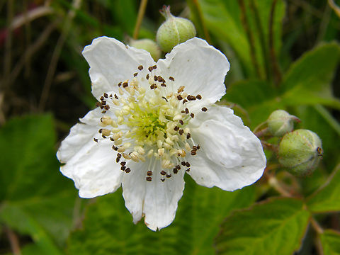 European dewberry - Rubus caesius Hoegaarden, Belgium.  Belgium,European dewberry,Geotagged,Rubus caesius,Spring