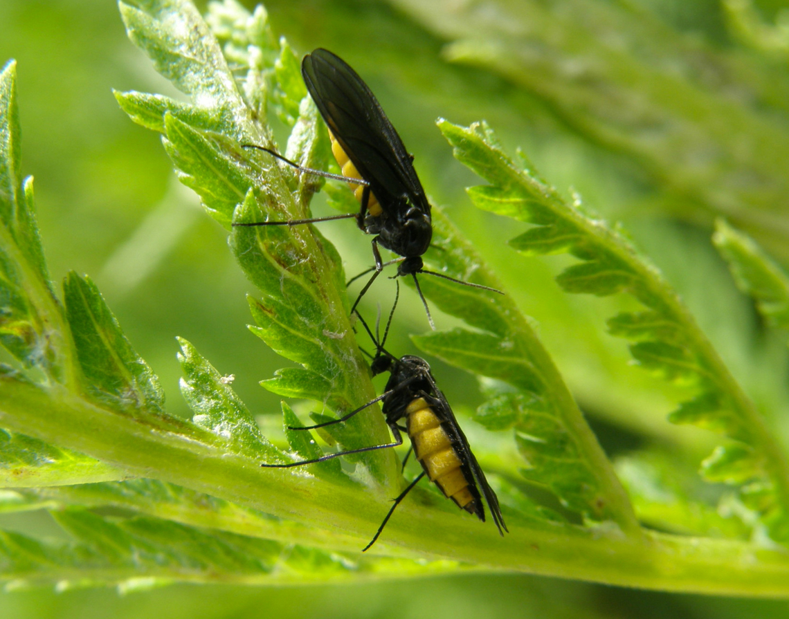 Dark-winged fungus gnat - Sciara analis Hoegaarden, Belgium.<br />
<a href="https://www.diversitasnaturae.be/diversitas-naturae/animalia/arthropoda/insecta/diptera/sciaridae/sciara-analis/" rel="nofollow">https://www.diversitasnaturae.be/diversitas-naturae/animalia/arthropoda/insecta/diptera/sciaridae/sciara-analis/</a> Belgium,Dark-winged fungus gnat,Geotagged,Sciara analis,Spring
