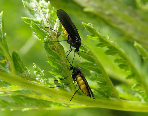 Dark-winged fungus gnat - Sciara analis Hoegaarden, Belgium.
https://www.diversitasnaturae.be/diversitas-naturae/animalia/arthropoda/insecta/diptera/sciaridae/sciara-analis/ Belgium,Dark-winged fungus gnat,Geotagged,Sciara analis,Spring