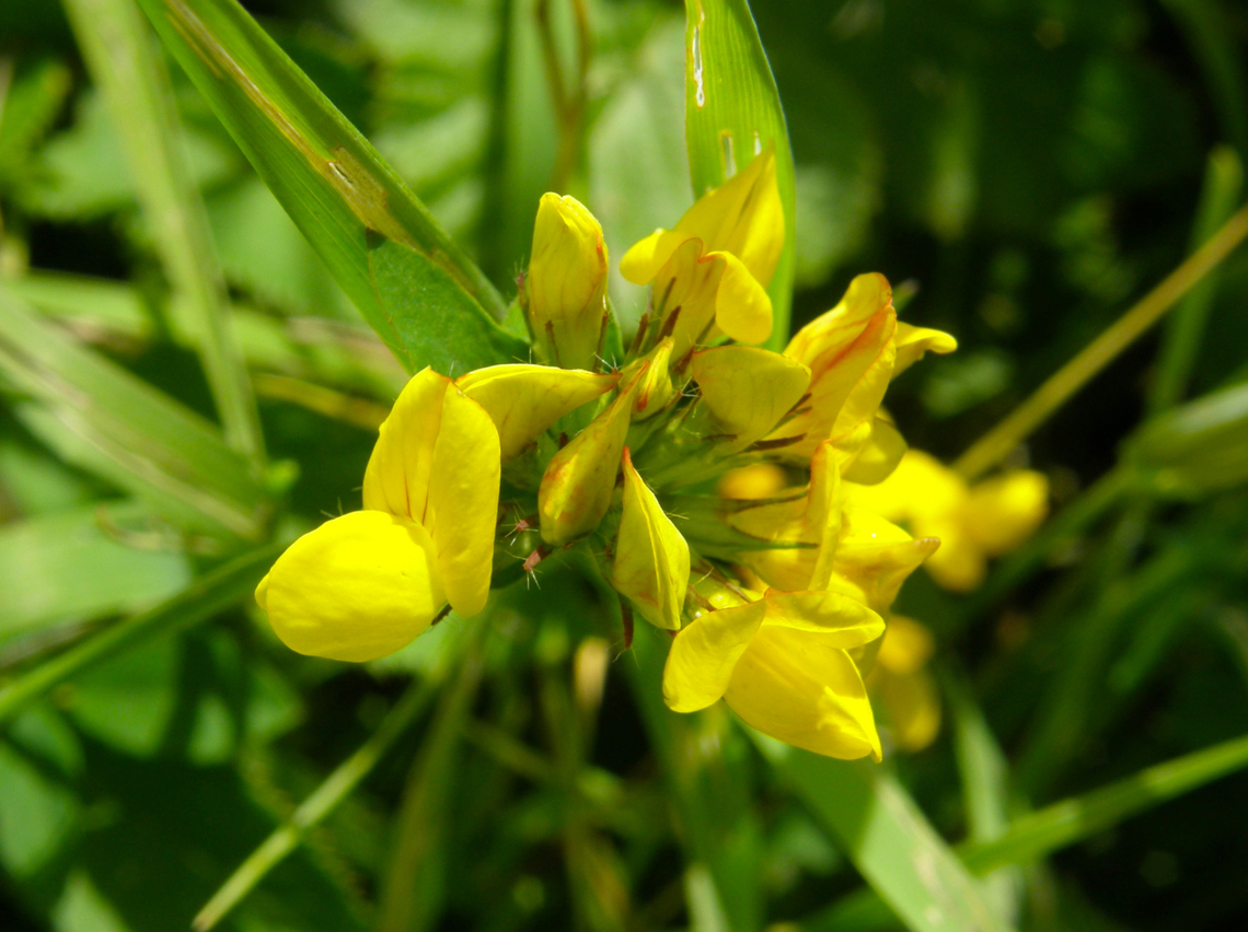 Big Trefoil - Lotus pedunculatus Hoegaarden, Belgium. Belgium,Big Trefoil,Geotagged,Lotus pedunculatus,Spring